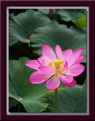 Lotus & Lily Flowers 연꽃 - Korea