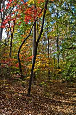 Trail to the Falls