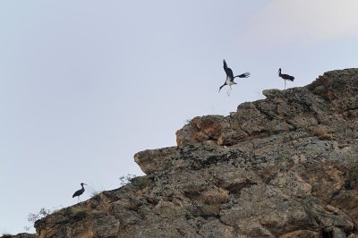 Cicogna nera