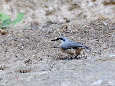 Picchio muratore di roccia