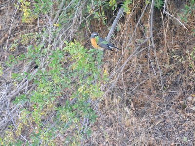 Usignolo golabianca
