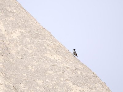 Picchio muratore di roccia
