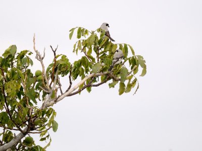 Averla cinerina