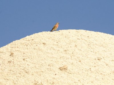 Fanello