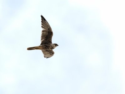 Falco sacro