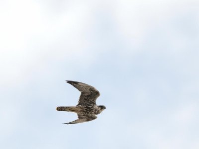 Falco sacro