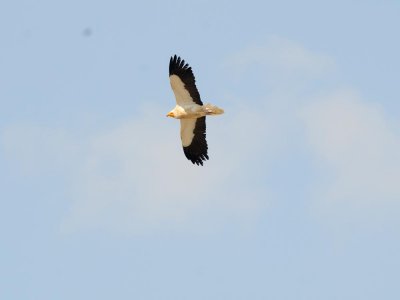 Capovaccaio