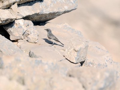 Monachella codarossa