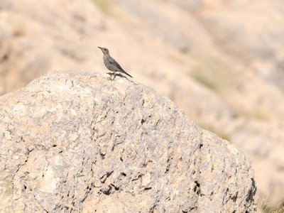 Passero solitario