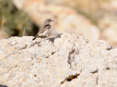Monachella codarossa