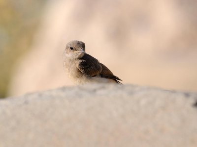 Monachella codarossa