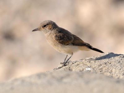 Monachella codarossa