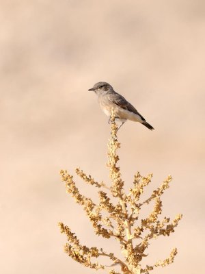 Monachella codarossa