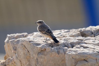 Monachella codarossa