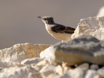 Monachella codarossa