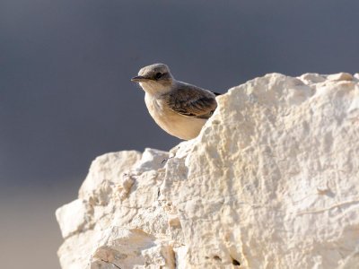 Monachella codarossa