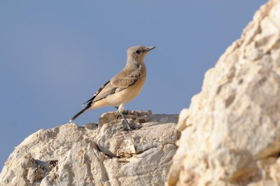 Monachella codarossa