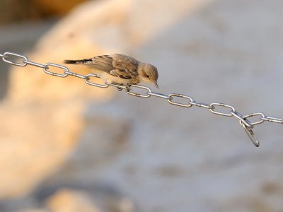 Monachella codarossa
