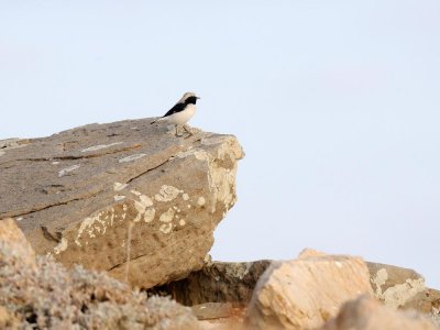 Monachella di Finsch