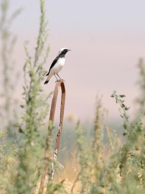 Monachella di Finsch
