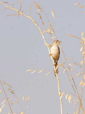 Prinia gracile