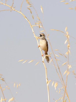Prinia gracile