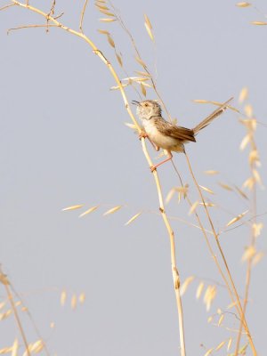 Prinia gracile