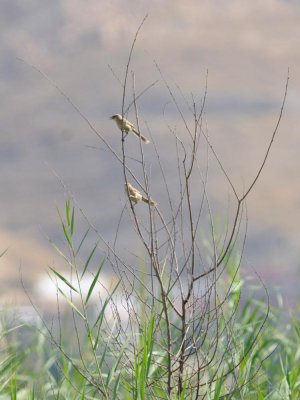 Garrulo dell'Iraq