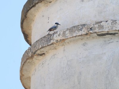Picchio muratore di roccia orientale