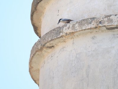 Picchio muratore di roccia orientale