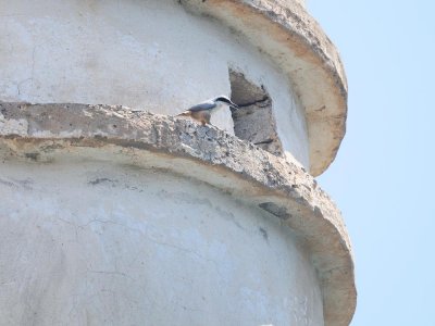 Picchio muratore di roccia orientale