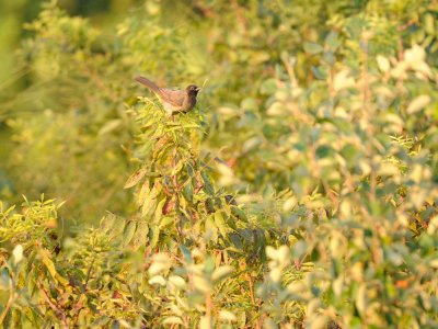 Bulbul ventregiallo