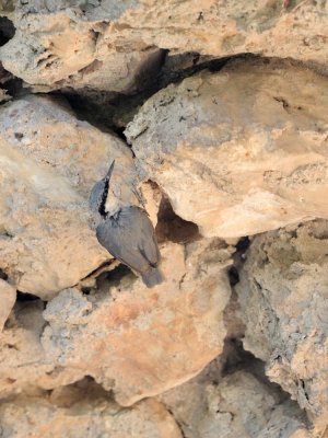 Picchio muratore di roccia