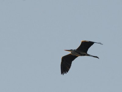 Airone cinerino