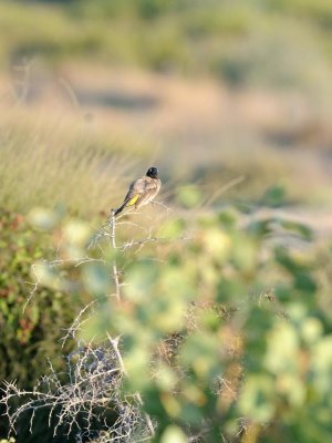 Bulbul ventregiallo