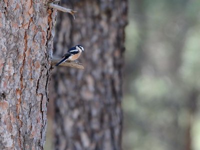 Averla mascherata