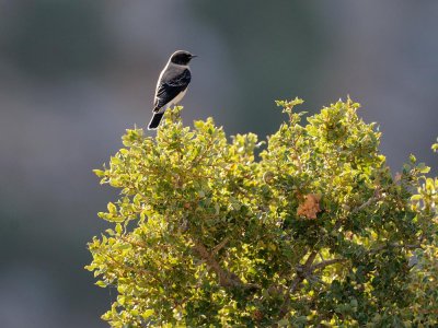 Monachella orientale