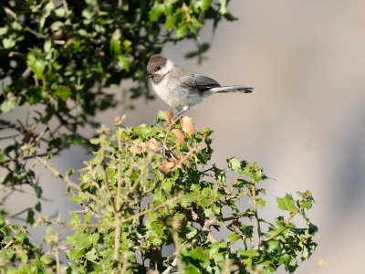 Cincia dalmatina