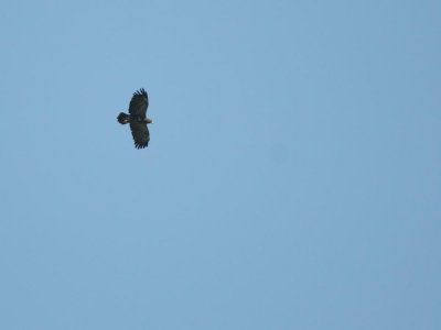 Aquila anatraia maggiore