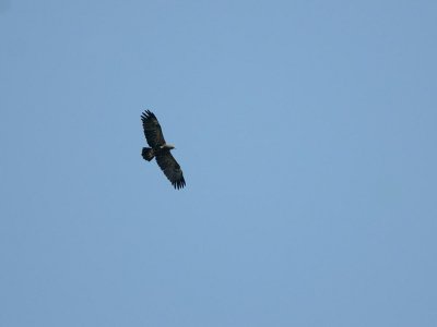 Aquila anatraia maggiore