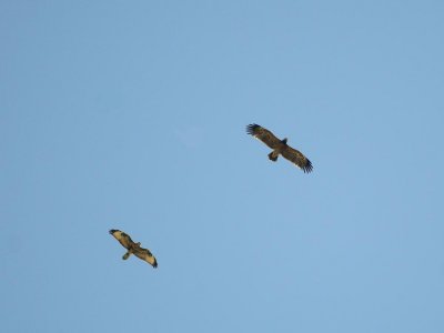 Aquila anatraia minore