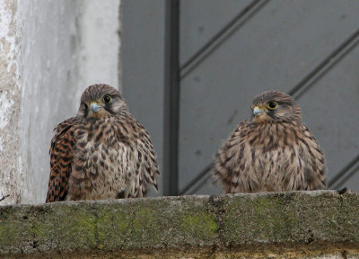 Eurasian Kestrel, juv. starting to leave the nest