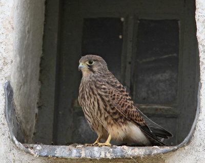 Eurasian Kestrel, juv.