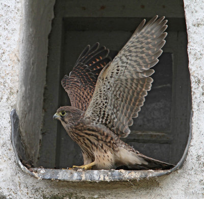 Eurasian Kestrel, juv. training the wings