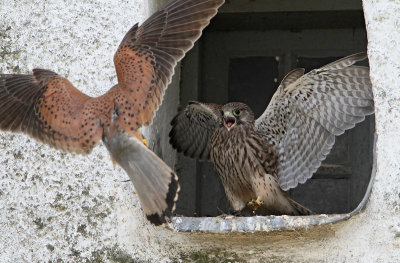 Eurasian Kestrel, male arrives with food to the young