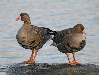 Greater White-fronted Goose