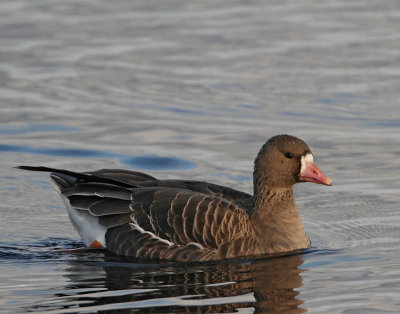 Greater White-fronted Goose