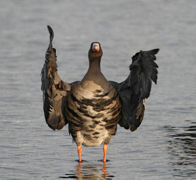 Greater White-fronted Goose