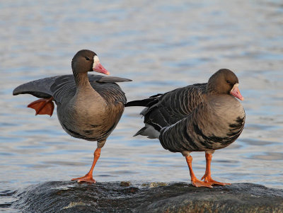 Greater White-fronted Geese, male and female
