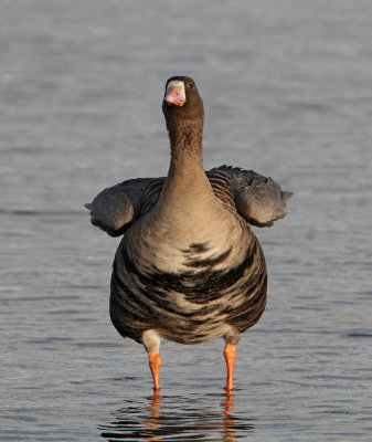 Greater White-fronted Goose